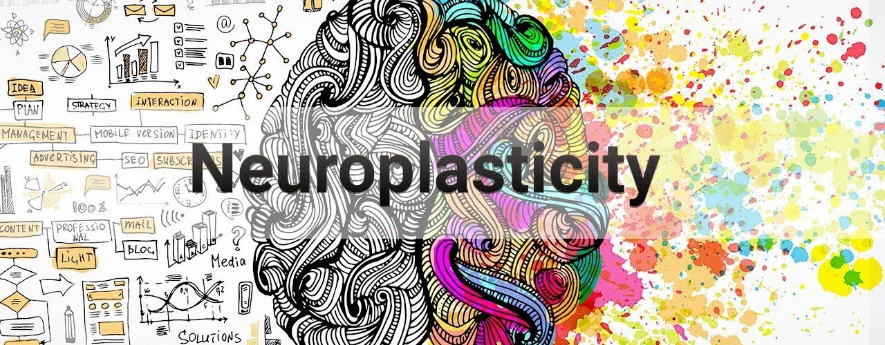 Neuroplasticity